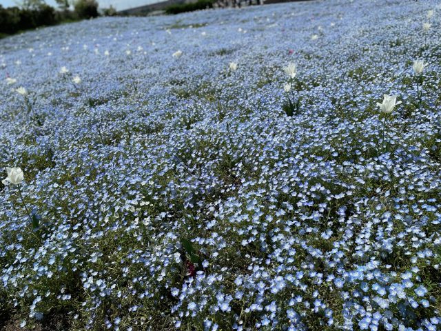 一面に広がる　ネモヒラ
先には海が広がる・・