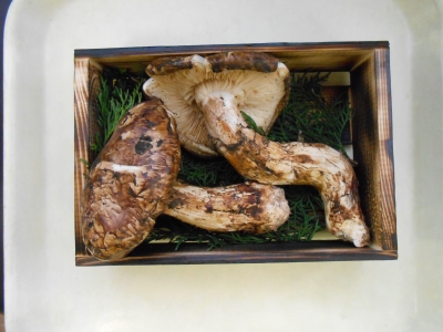 DSCN5007.jpg