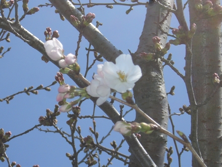 桜開花