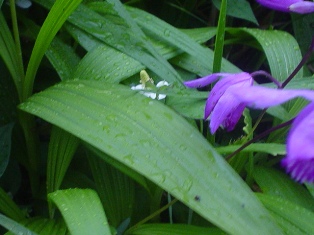 梅雨