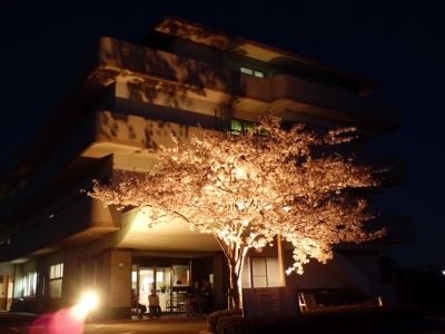 夜桜１
