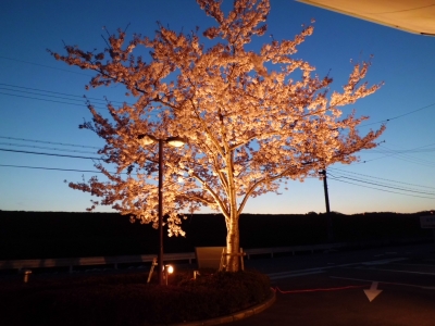夜桜２