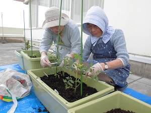 H26.5　ベランダ菜園①