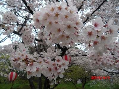 野中神社へ花見