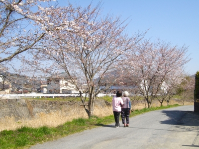 桜、外気浴１