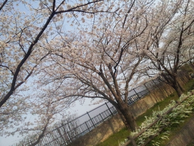 桜