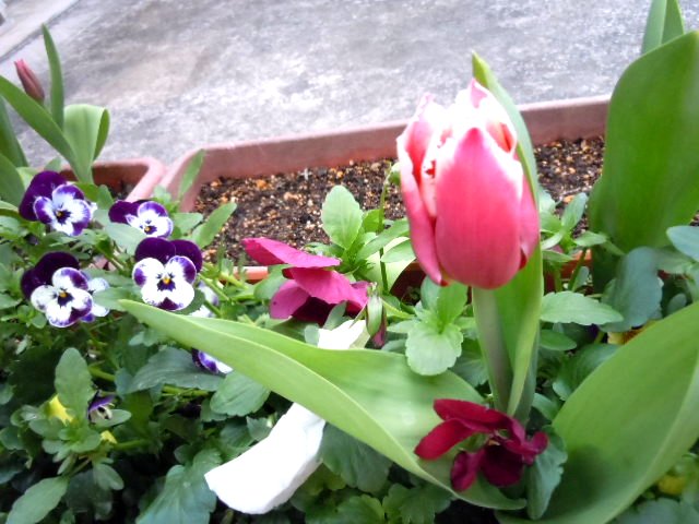 DSCN6621.JPG