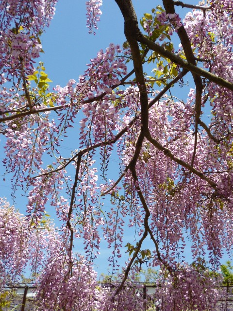P1000489.JPG